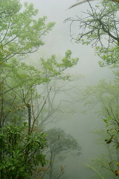 树林晨雾