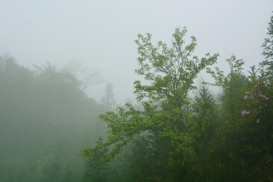 树林晨雾