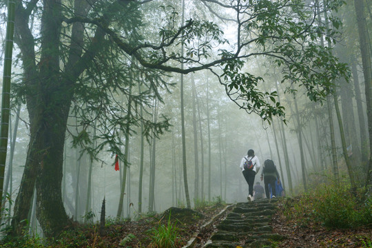 竹林小道风景