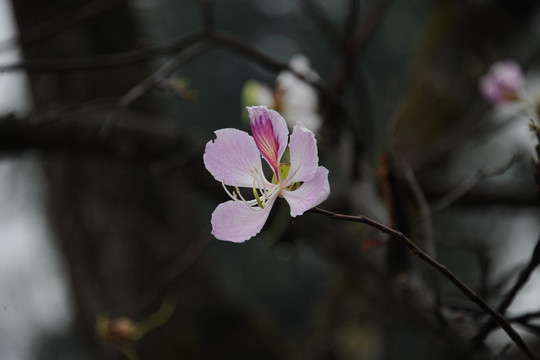 紫荆花