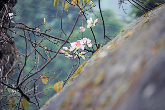 紫荆花