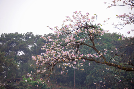 紫荆花