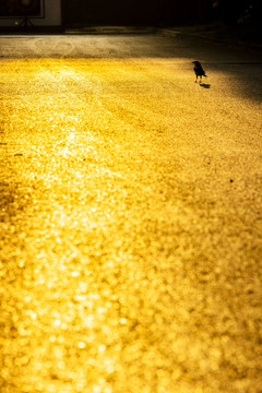 阳光照在大路上的乌鸦