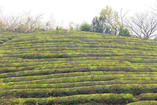 春天茶山