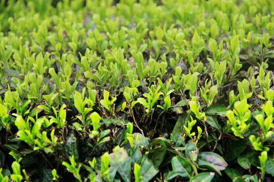 枝头嫩芽春茶