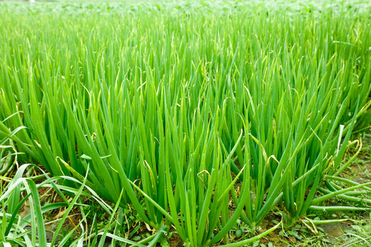 大葱种植基地