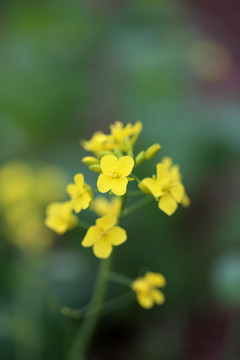 油菜花