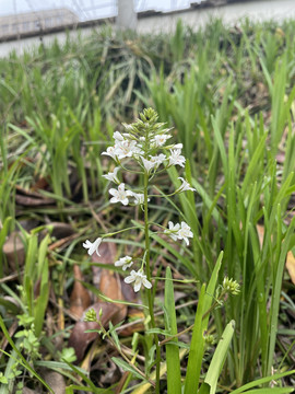 泽珍珠菜