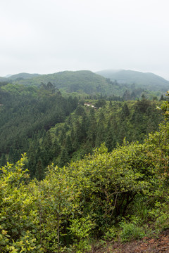 山峰森林