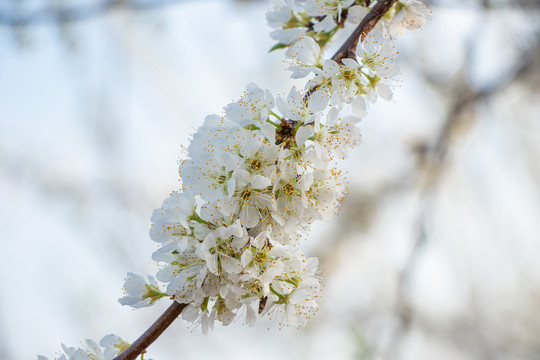 梨花花苞花瓣