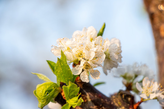 梨花圆