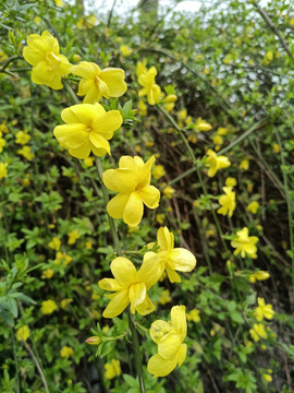 迎春花开