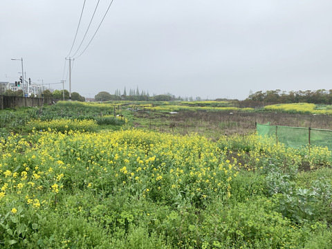 油菜花田