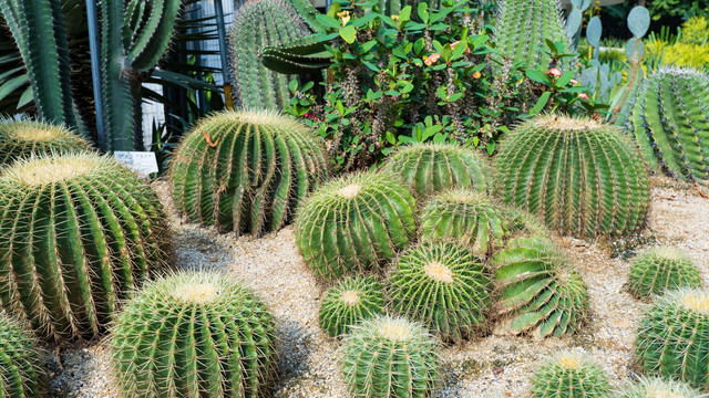 沙漠植物沙生植物仙人球