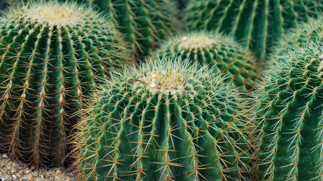 沙漠植物沙生植物仙人球