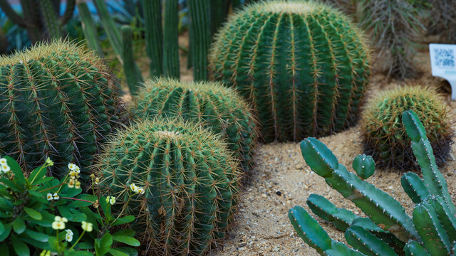 沙漠植物沙生植物仙人球