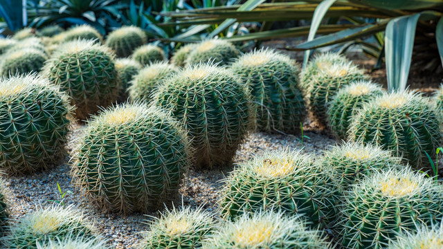 沙漠植物沙生植物仙人球