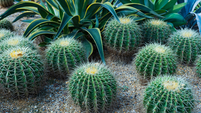 沙漠植物沙生植物仙人球