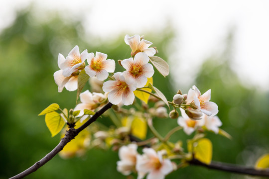 油桐花