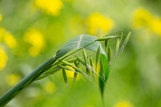 芒草