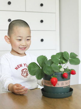 幼儿园盆栽草莓种植