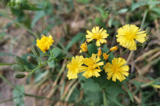 抱茎小苦荬