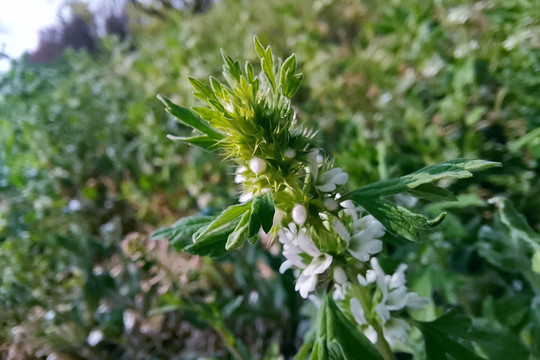 夏至草