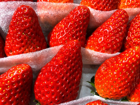 新鲜草莓储存