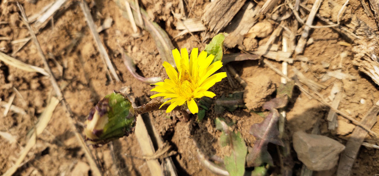 野菊花