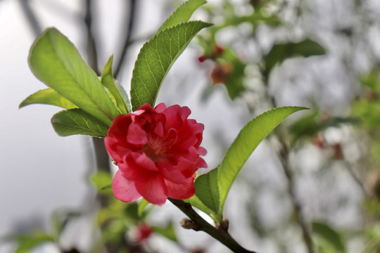 桃花特写