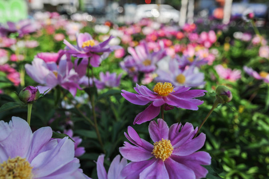 芍药花素材