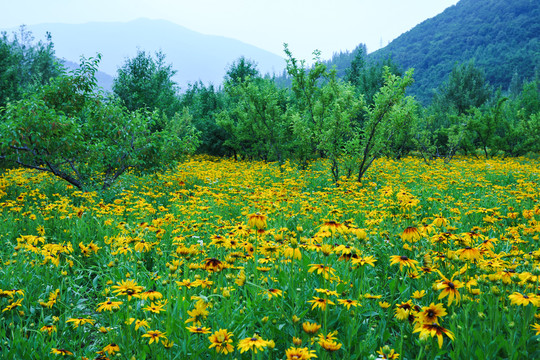 菊花素材