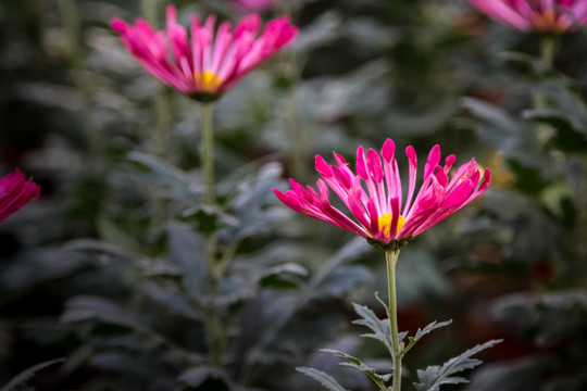 红色菊花