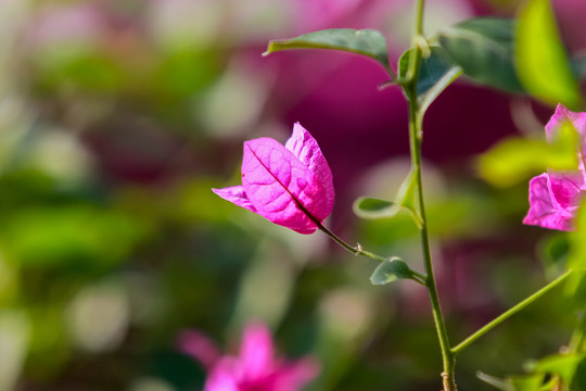 三角梅叶子花