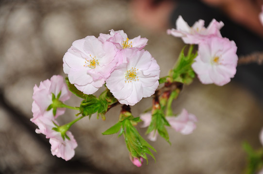 樱花