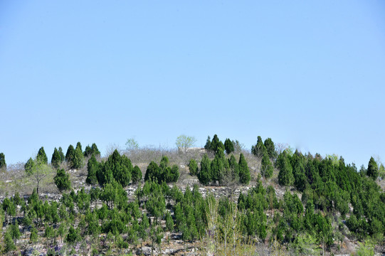 山上松树