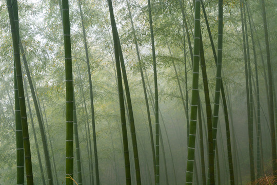 雾中竹林