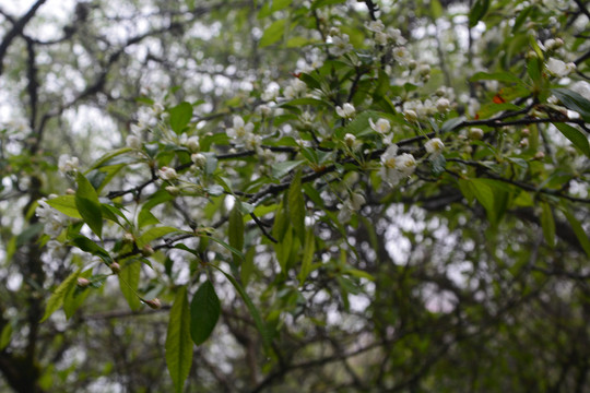 山荆子花