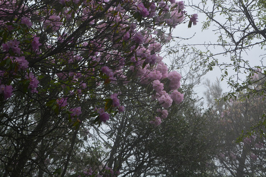 高山云锦杜鹃花