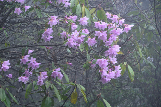 高山云锦杜鹃花