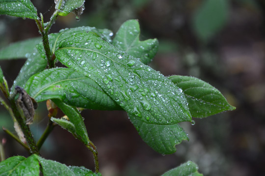 绿叶上的雨水