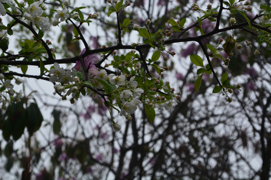 山荆子花