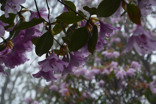 高山云锦杜鹃花