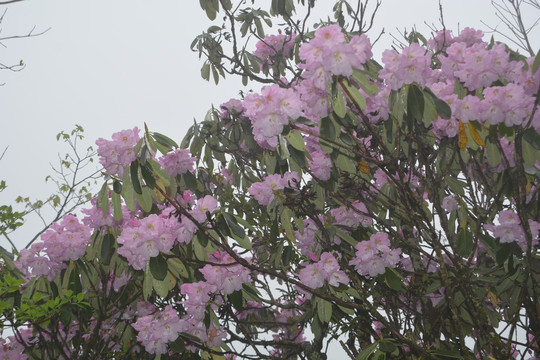 高山云锦杜鹃花