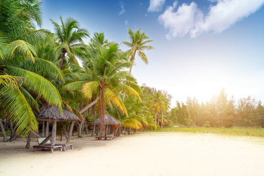 海南沙滩椰子树