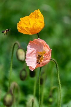 蜜蜂