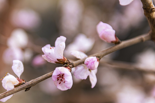 桃枝花蕊