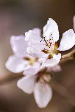 杏枝花蕊