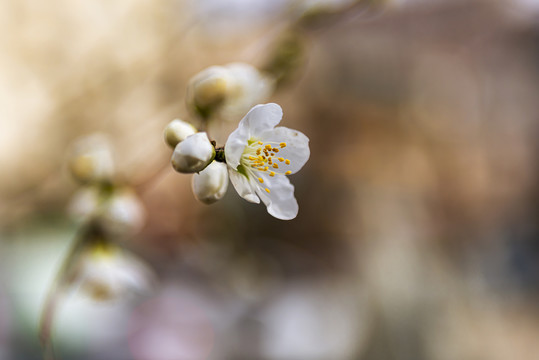 花蕊