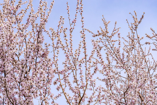 杏花枝条